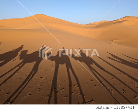 A caravan of dromedaries passing the Sahara desert in the evening 115857411