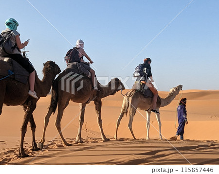 A caravan of dromedaries passing the Sahara desert in the evening 115857446