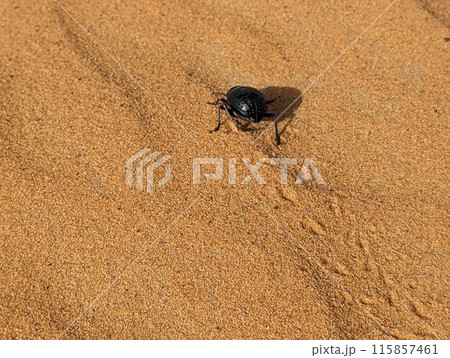 A black scarab beetle in the Erg Chebbi desert A black scarab beetle in the Erg Chebbi desert 115857461