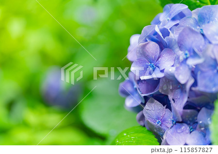 あじさい・梅雨 イメージ あじさい・梅雨 イメージ 115857827