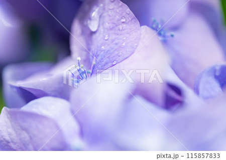 あじさい・梅雨 イメージ あじさい・梅雨 イメージ 115857833