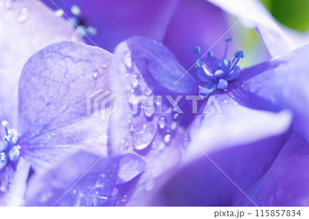 あじさい・梅雨 イメージ 115857834