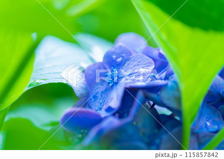 あじさい・梅雨 イメージ 115857842