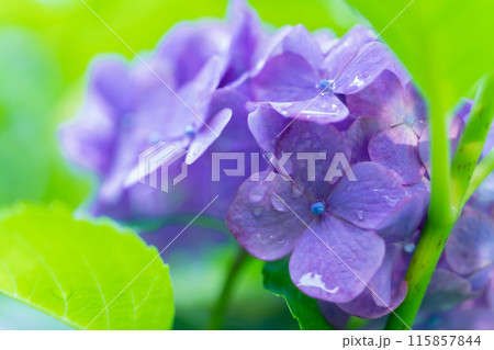 あじさい・梅雨 イメージ 115857844