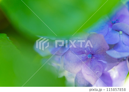 あじさい・梅雨 イメージ 115857858