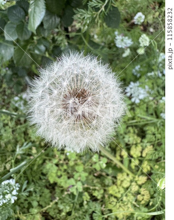 タンポポの綿毛の写真素材 [115858232] - PIXTA