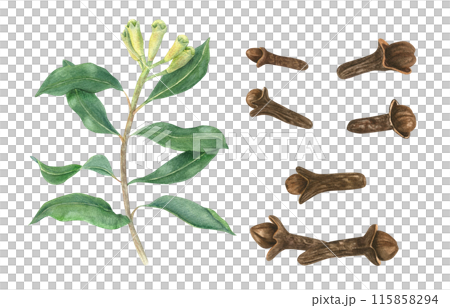 Dried whole cloves and plant. Aromatic clove set. Green branch with fresh unripe buds. Healthy organic spice for mulled wine, cooking. Watercolor illustration illustration. Natural organic product 115858294