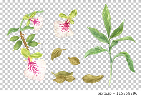 Green cardamom Elettaria cardamomum. Fragrant spice pile. Dried pods. Aromatic textured plant for medicine, food, drink. Watercolor illustration isolated on white. Ingredient for decor, cooking recipe 115858296