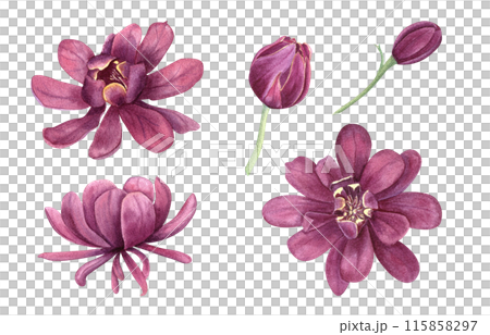 Watercolor fragrant Purple Flower Collection. Carolina allspice or Calycanthus. Sweet shrub, medicinal plant. Spicebush, Strawberry Shrub. Flower head. Botanical illustration for floral design project 115858297