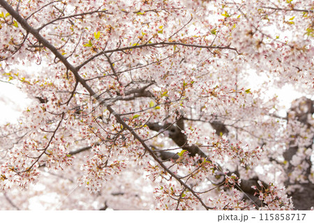 桜の下で 桜の下で 115858717
