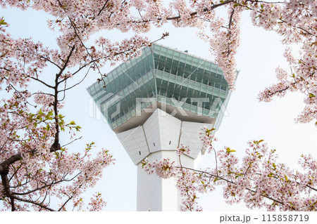 桜に囲まれた五稜郭タワー 桜に囲まれた五稜郭タワー 115858719