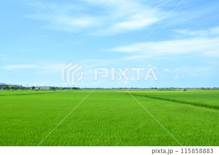 JR東日本越後線の越後赤塚駅から新潟駅までの車窓風景(2022年夏) 115858883