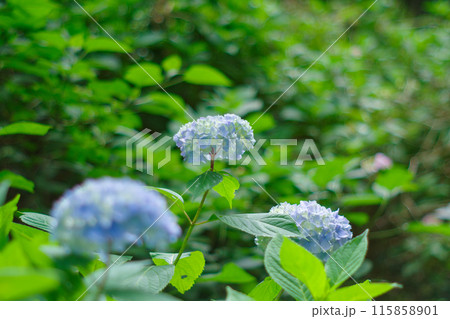 青い紫陽花 115858901