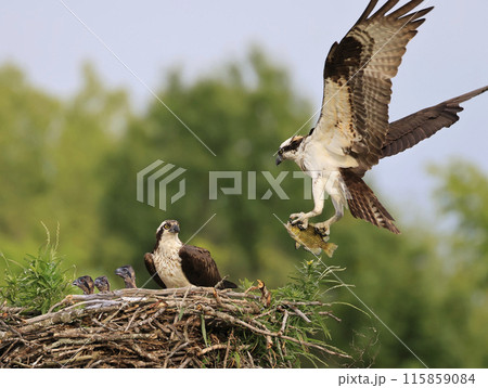 Osprey family into the nest, the male is landing with a fish, Canada Osprey family into the nest, the male is landing with a fish, Canada 115859084