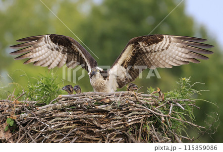 Osprey family into the nest, the mom and chicks, Canada 115859086