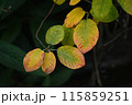 初秋の黄葉2023 115859251