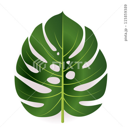 Green monstera leaf isolated on white background tropical plant botanical nature foliage Green monstera leaf isolated on white background tropical plant botanical nature foliage 115859389