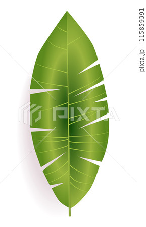 Green tropical leaf with cut-out sections isolated on white background botanical nature plant design 115859391