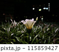 街灯の下に咲く花 115859427