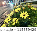 道路沿いに咲く花 115859429