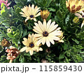 黄色い花 115859430