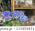 紫陽花のある風景 115859431