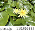 黄色い睡蓮の花 115859432