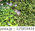 紫色の小さな花 115859434