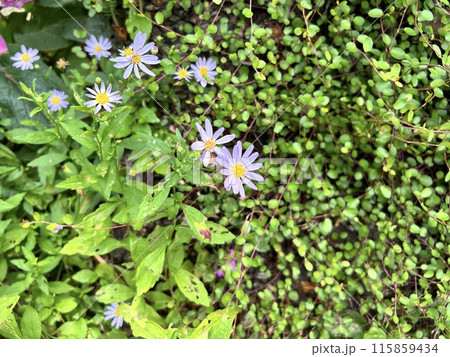 紫色の小さな花 紫色の小さな花 115859434