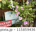 店先に咲く花々 115859436