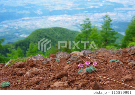 長野県東御市にある湯の丸高原の池の平湿原で見るコマクサのある風景 115859991