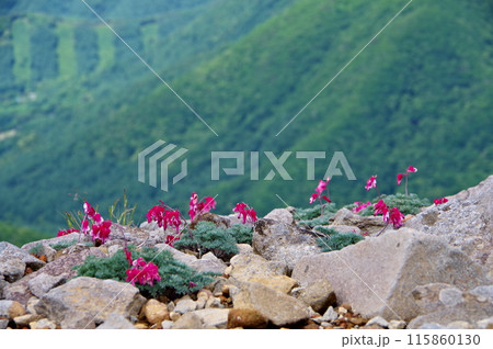 長野県東御市にある湯の丸高原の池の平湿原で見るコマクサのある風景 長野県東御市にある湯の丸高原の池の平湿原で見るコマクサのある風景 115860130