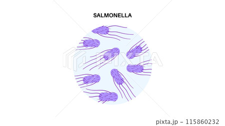 .Salmonella Typhimurium Cells 115860232