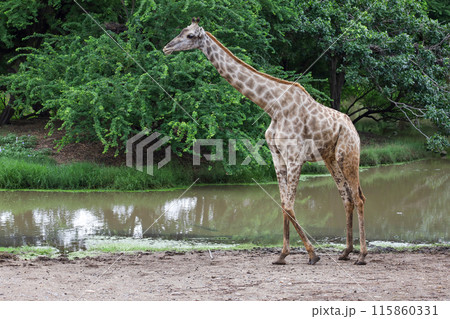 The giraff in the garden at nature sawana grass The giraff in the garden at nature sawana grass 115860331