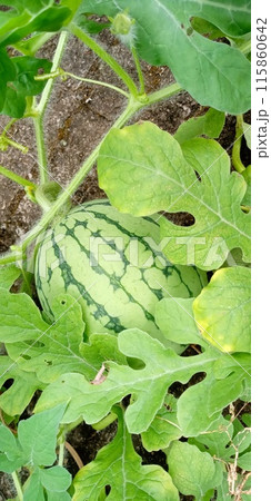 スイカ畑で収穫間近のスイカが畑に転がっている風景を撮影 115860642