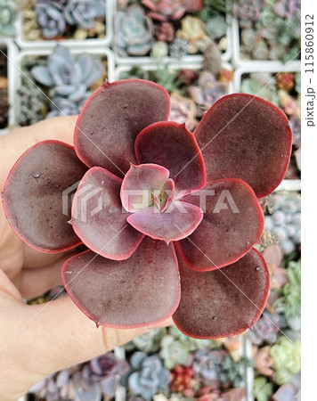 Echeveria Fireball. Succulent Echeveria Plant Flower Rosette on floral blossom greenery background 115860912