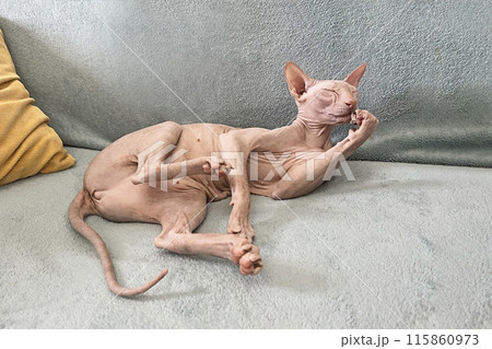 Canadian sphynx cat licks himself funny at home. Cute sphynx hairless cat pet 115860973
