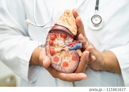 Kidney disease, Chronic kidney disease ckd, Doctor with human model to study and treat in hospital. 115861627