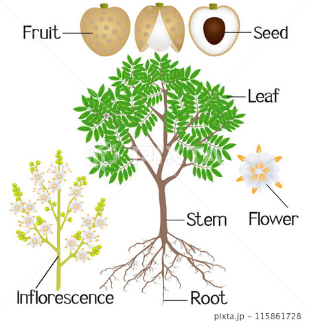 An illustration showing parts of a longan plant on a white background. An illustration showing parts of a longan plant on a white background. 115861728