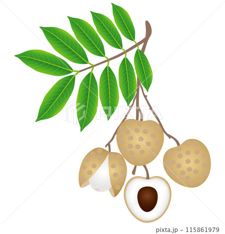 Longan berries on a branch with leaves on a white background. 115861979
