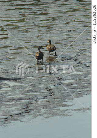 一緒に歩くカルガモの夫婦の後ろ姿 115862026