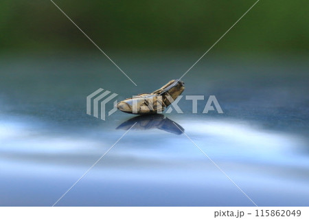 コメツキムシの腹部 コメツキムシの腹部 115862049