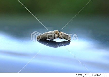偽死行動中のコメツキムシ 偽死行動中のコメツキムシ 115862050