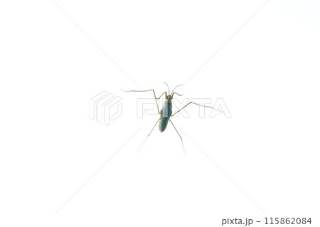 アメンボの腹部 アメンボの腹部 115862084