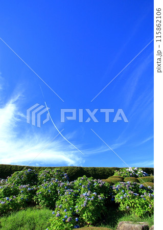 七月に紫陽花が見頃になる野呂山 115862106
