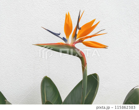 Strelitzia or bird of paradise flower head and leaves on the white wall background Strelitzia or bird of paradise flower head and leaves on the white wall background 115862383