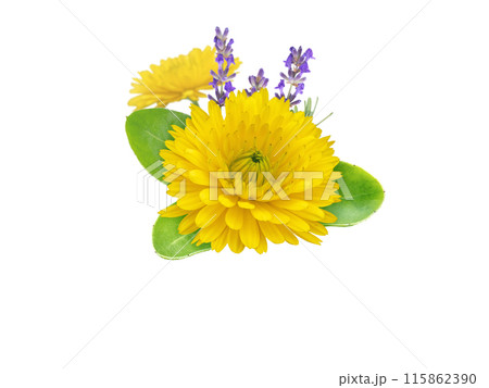 Calendula and lavender flowers bunch isolated on white 115862390