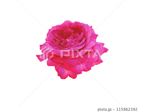 Bright magenta rose flower isolated on white 115862392