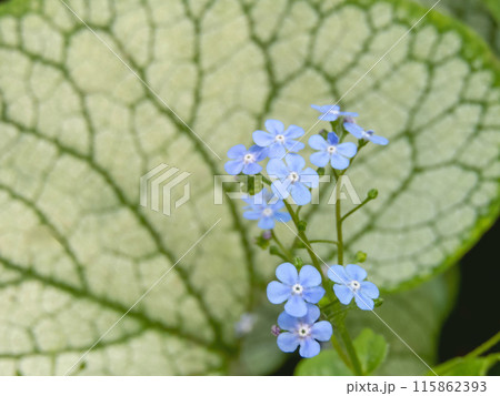 Brunnera macrophylla or largeleaf brunnera blue flowers on the blurred leaf background 115862393