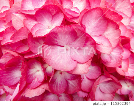 Red hydrangea flowers with light central part aesthetic background 115862394